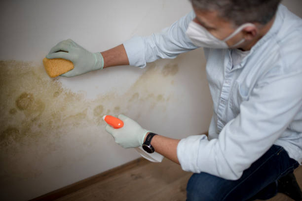 Eliminate Mold Quickly and Safely with Our Services